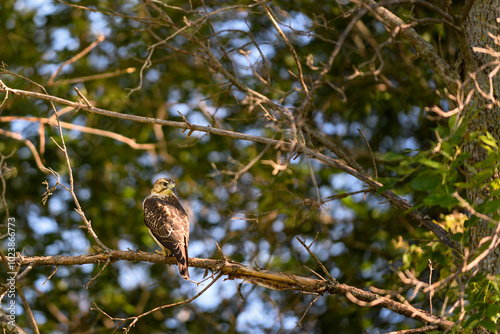 Obraz na płótnie Juvenile Red-Tailed Hawk (Buteo jamaicensis) Perches in Tree Looking Back Over Shoulder w salonie