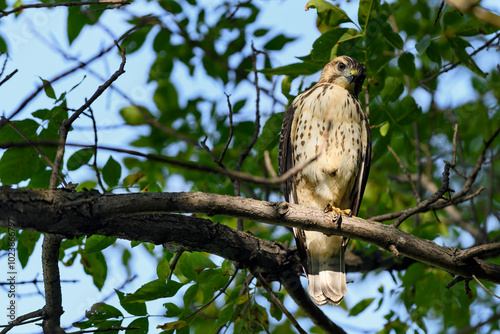 Obraz na płótnie Juvenile Red-Tailed Hawk (Buteo jamaicensis) Glares Down From Tree One Foot Tucked Up w salonie