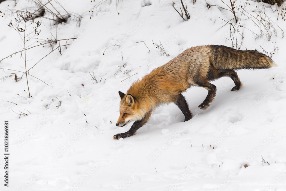 Red Fox (Vulpes vulpes) Steps Down Embankment Winter