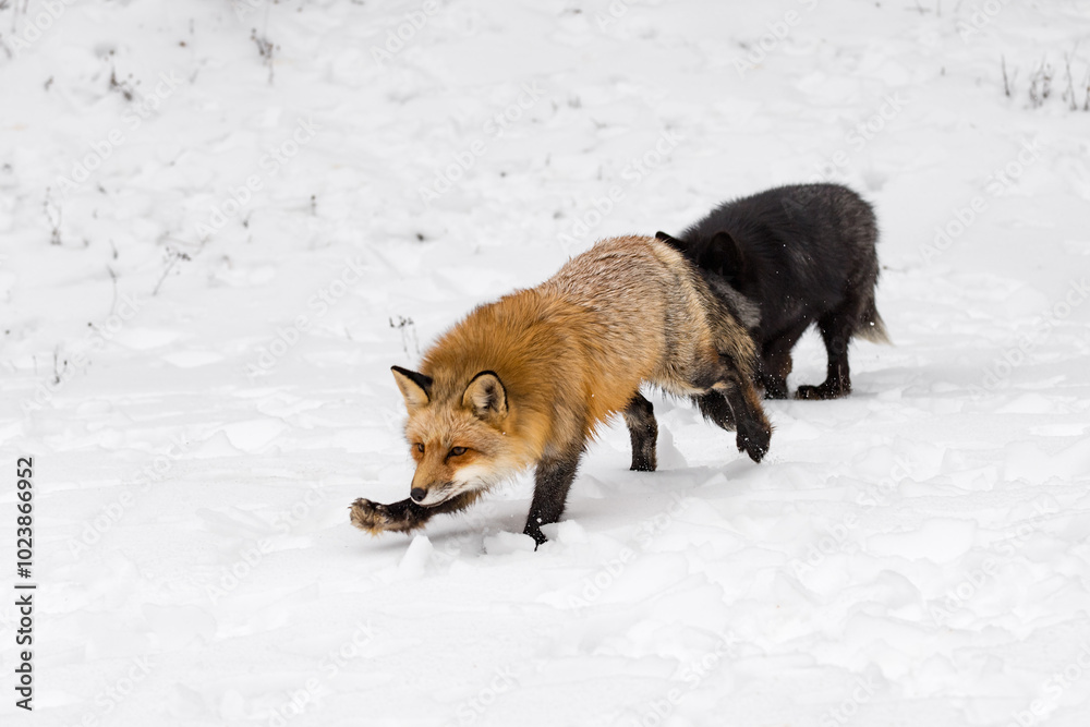 Red Fox (Vulpes vulpes) Moves Forward Closely Followed by Silver Winter