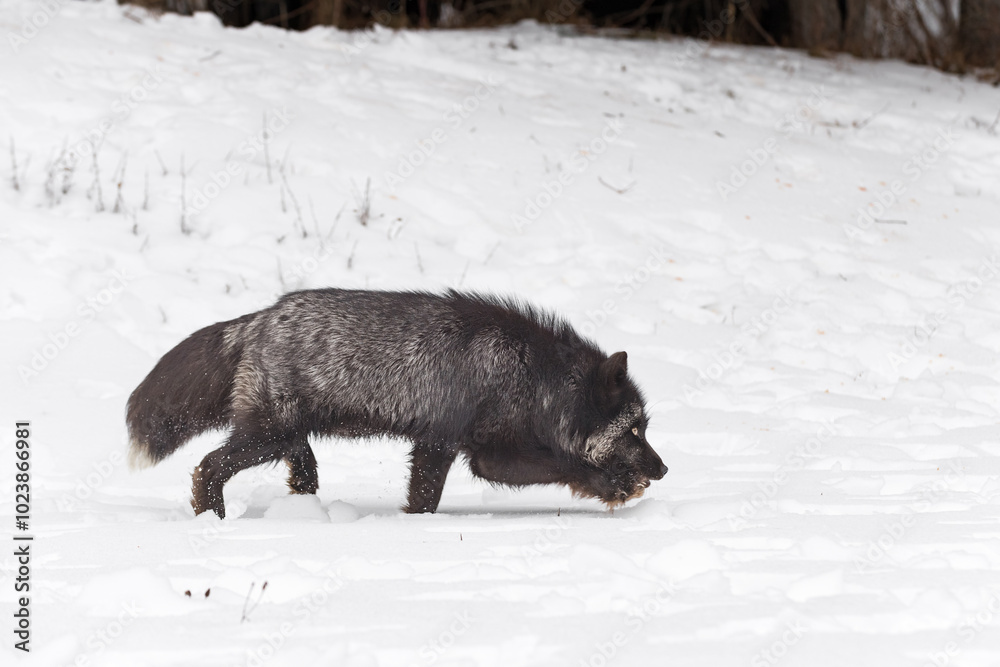 Silver Fox (Vulpes vulpes) Stomps Right Winter