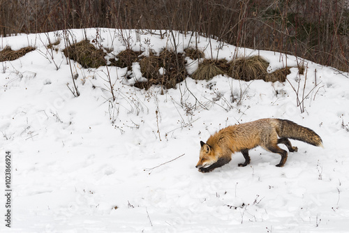 Obraz na płótnie Red Fox (Vulpes vulpes) Moves Left Across Embankment Base Winter w salonie