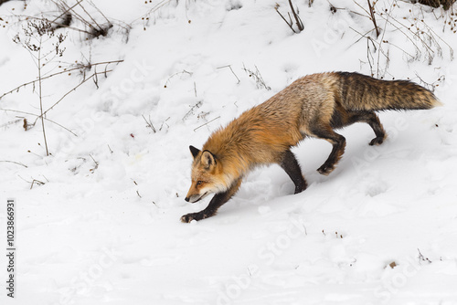 Red Fox (Vulpes vulpes) Steps Down Embankment Winter