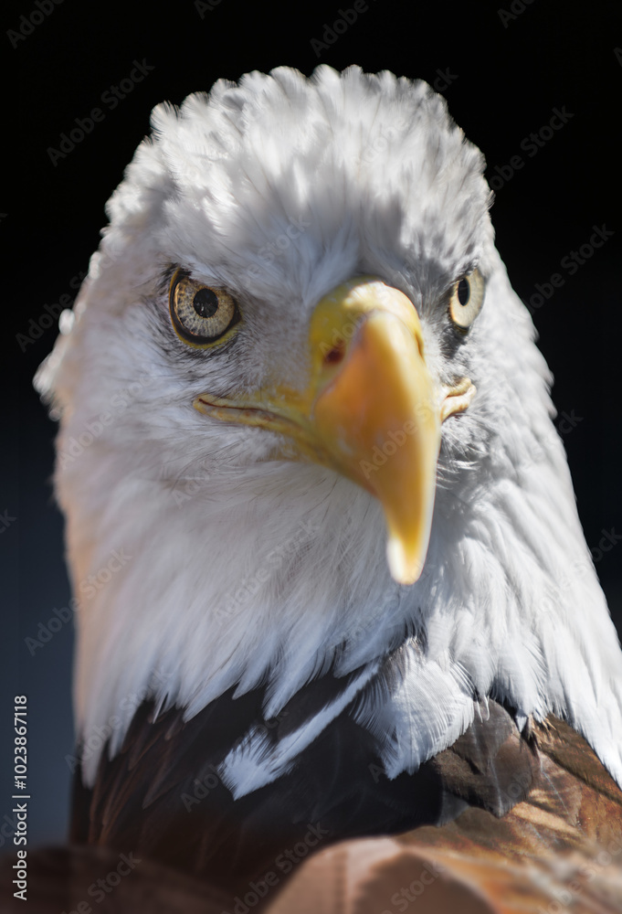 American Bald Eagle (Haliaeetus leucocephalus) Looks Out