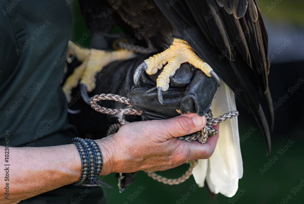 Handler Holds American Bald Eagle on Gloved Arm