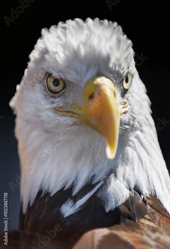 Obraz na płótnie American Bald Eagle (Haliaeetus leucocephalus) Looks Out w salonie