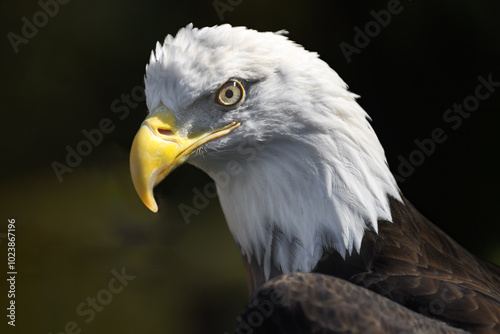 Obraz na płótnie American Bald Eagle (Haliaeetus leucocephalus) Lifts Head Crown of Feathers w salonie