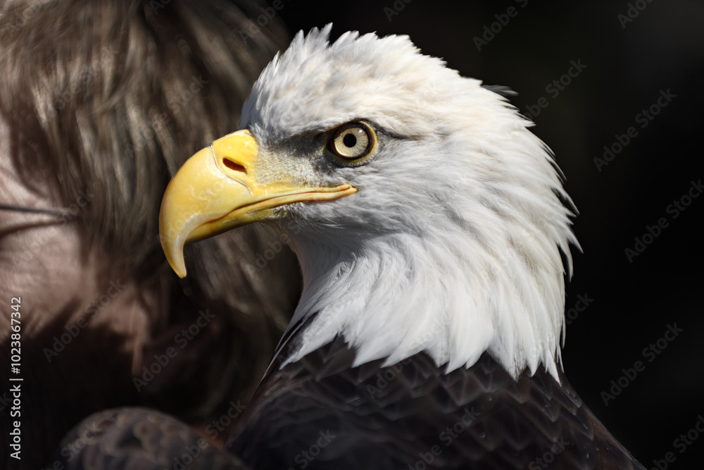 American Bald Eagle (Haliaeetus leucocephalus) Perched on Handler's Arm