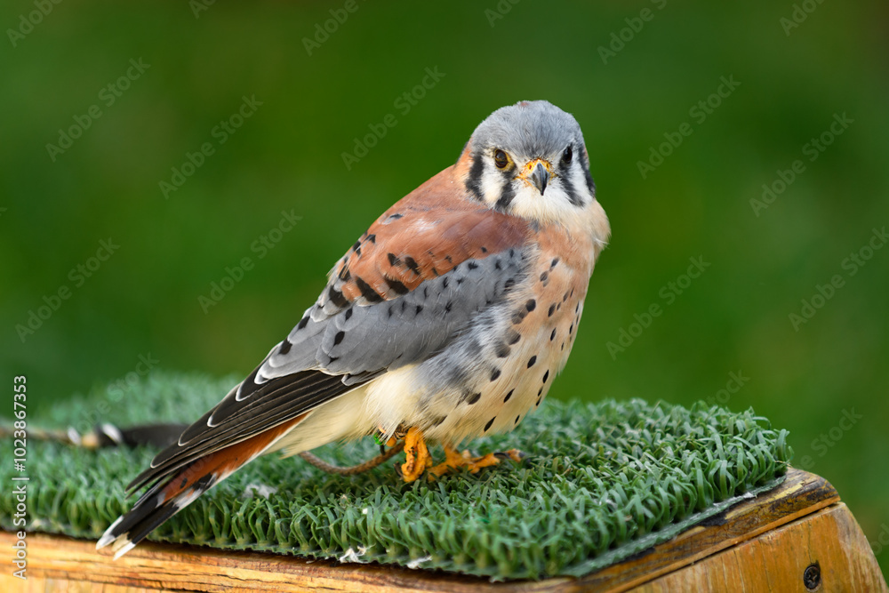 American Kestrel ( Falco sparverius) Stands on One Foot on Perch