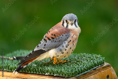 Obraz na płótnie American Kestrel ( Falco sparverius) Stands on One Foot on Perch w salonie