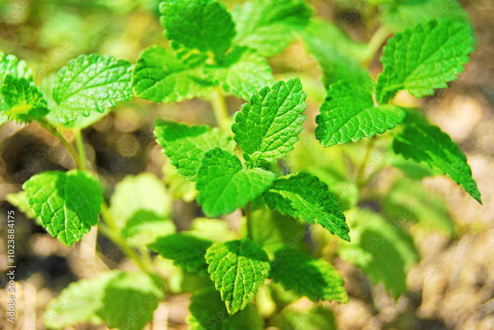 Lemon Balm plant close up, a bush of Melissa officinalis growing in the garden Lemon Balm plant close up, a bush of Melissa officinalis growing in the garden