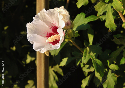 A flower or Hibiscus Syriacus red heart plant close up photo