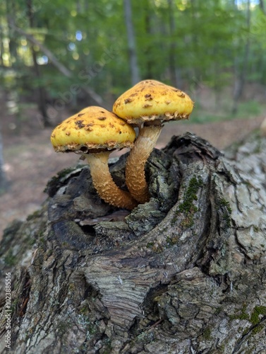 Pholiota adiposa yellow mushroom in the forest. Two yellow mushrooms on the old dead tree truck 