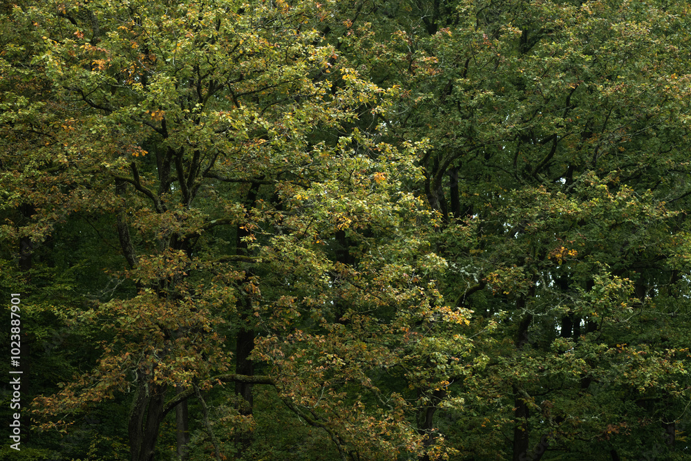 trees in the garden trees in the garden