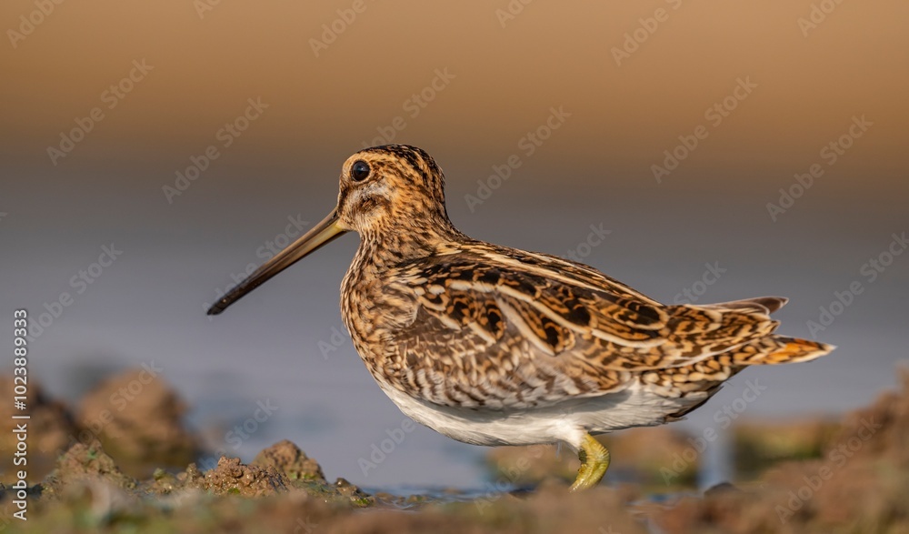Fototapeta premium Common Snipe (Gallinago gallinago) is a bird that lives in wetlands and feeds on aquatic invertebrates. It is a common species in Turkey.