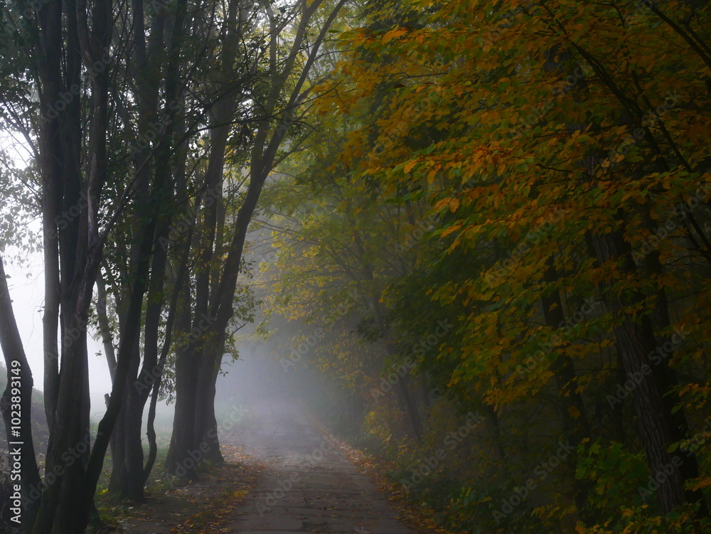 Obraz premium Mysterious foggy forest with forest road during autumn day