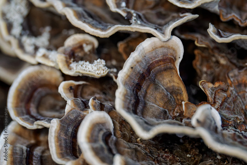 A wood mushroom in detail with a white border.
