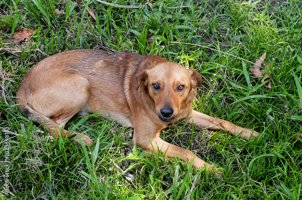 Yellow mixed breed dog lying on a lawn expressing a look of tenderness Yellow mixed breed dog lying on a lawn expressing a look of tenderness