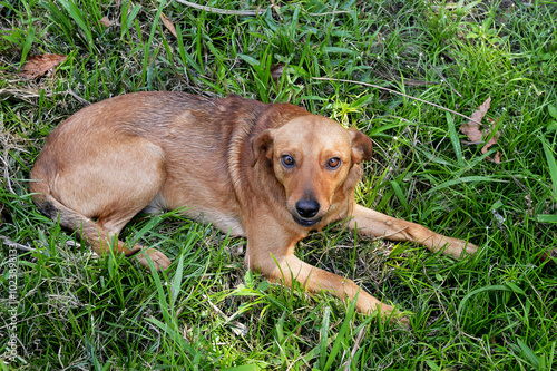 Yellow mixed breed dog lying on a lawn expressing a look of tenderness