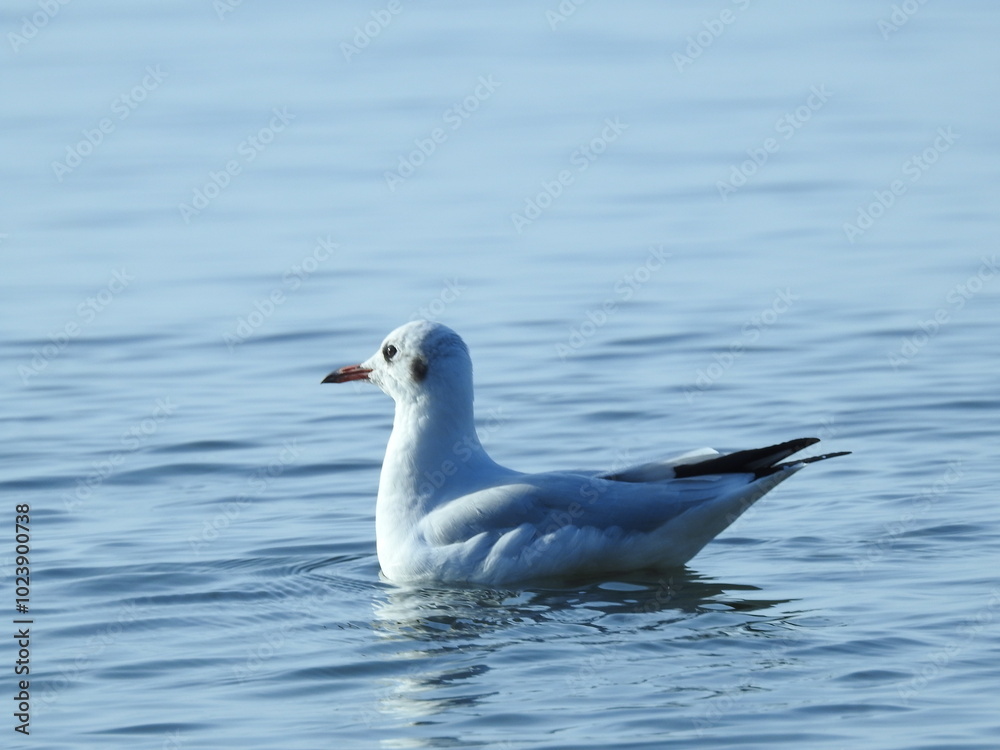 seagull swimming in the baltic sea seagull swimming in the baltic sea