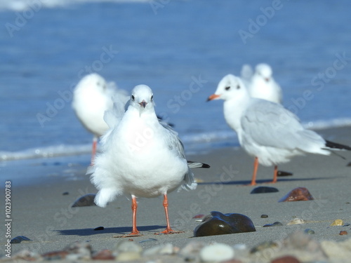 windswept seagulls on the beach photo