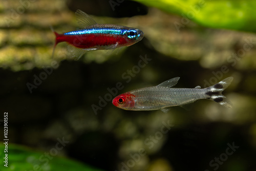 Red-mouthed or red-headed tetra fish under the surface.
 photo