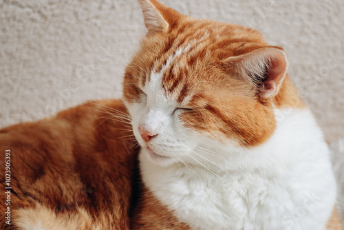 A big fat ginger cat is sleeping on the porch of a house