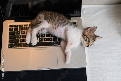 Playful Kitten Relaxing on Laptop