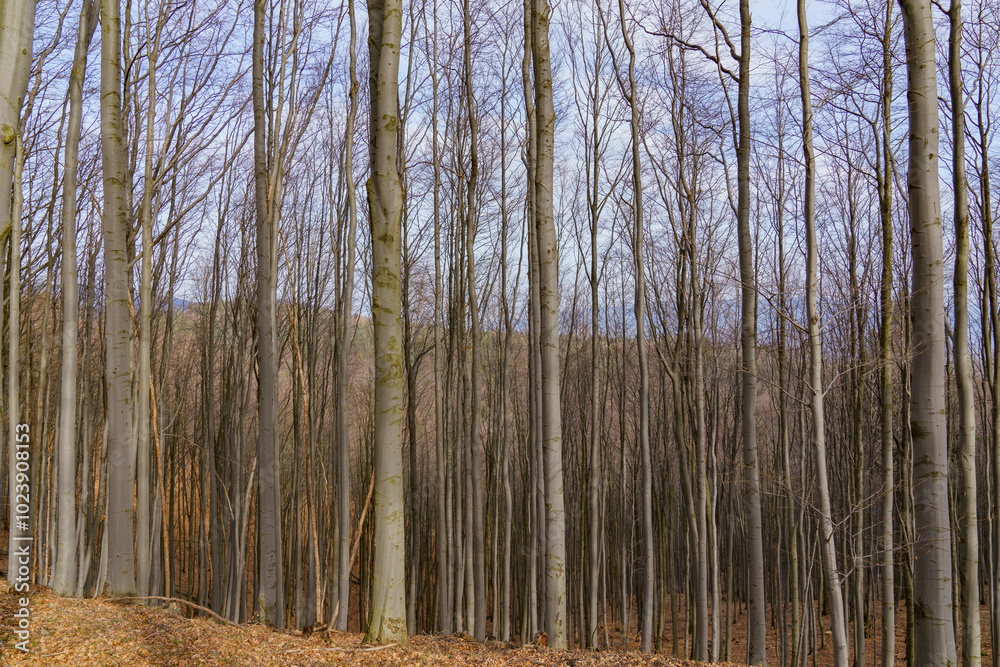 Fototapeta premium Densely overgrown trees forming an autumn forest