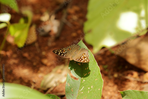 Wings of the Jungle photo