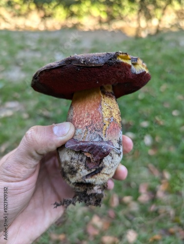 Holding Boletus mushroom in the forest. 
