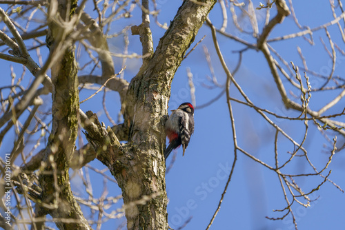 A bird, high in a tree, clinging to the tree bark. photo