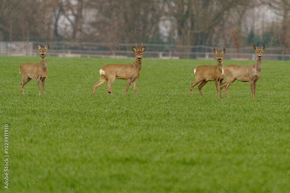 Roe deer in their natural habitat in agricultural fields. Roe deer in their natural habitat in agricultural fields.