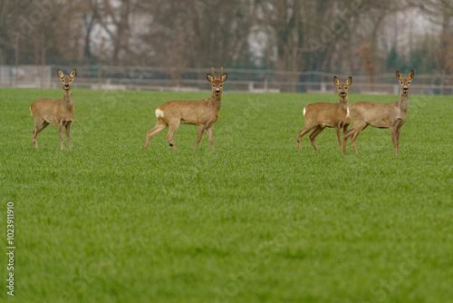 Roe deer in their natural habitat in agricultural fields.