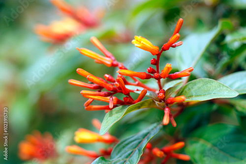 Hamelia patens is a large evergreen perennial shrub or small tree in the family Rubiaceae, Common names include firebush, hummingbird bush, scarlet bush, and redhead photo