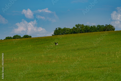 A stork soaring into the air, taking off from a grassy meadow