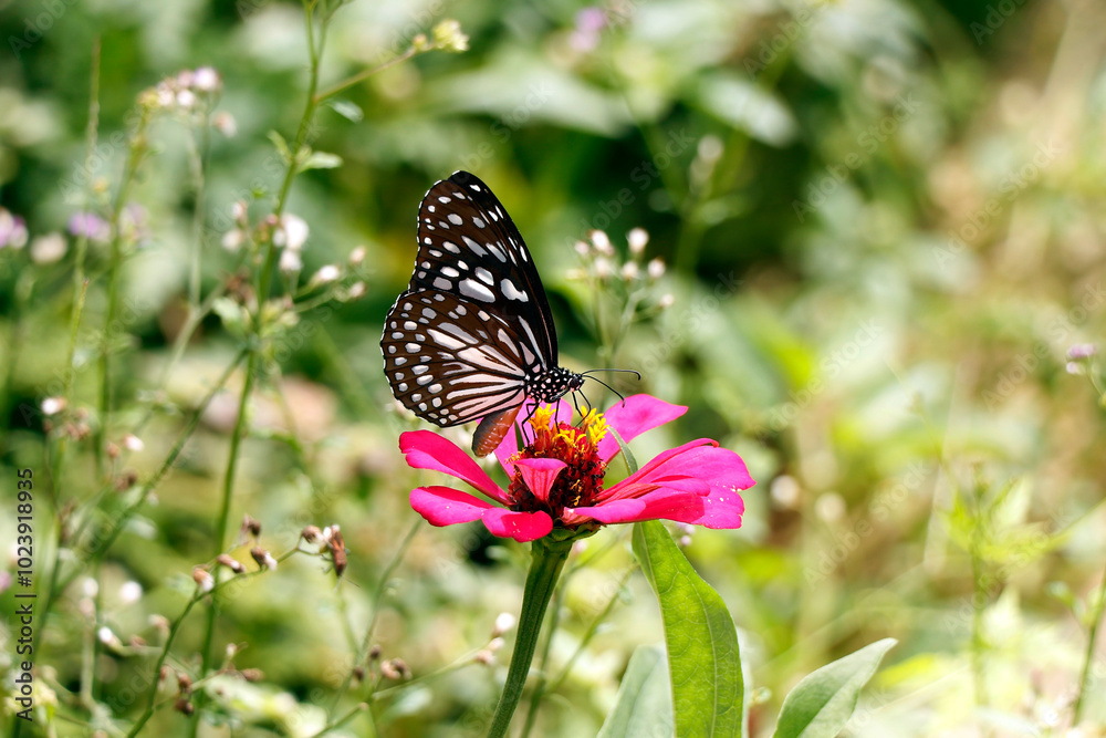 Naklejka premium beautiful butterfly sitting on a flower