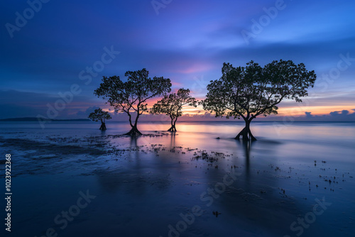 walakiri beach on sumba island with dancing mangrove silhouetted trees in the shallow water at sunset photo