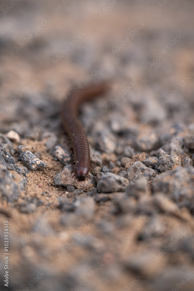 Millipede crawling over the sandy and rocky desert ground Millipede crawling over the sandy and rocky desert ground