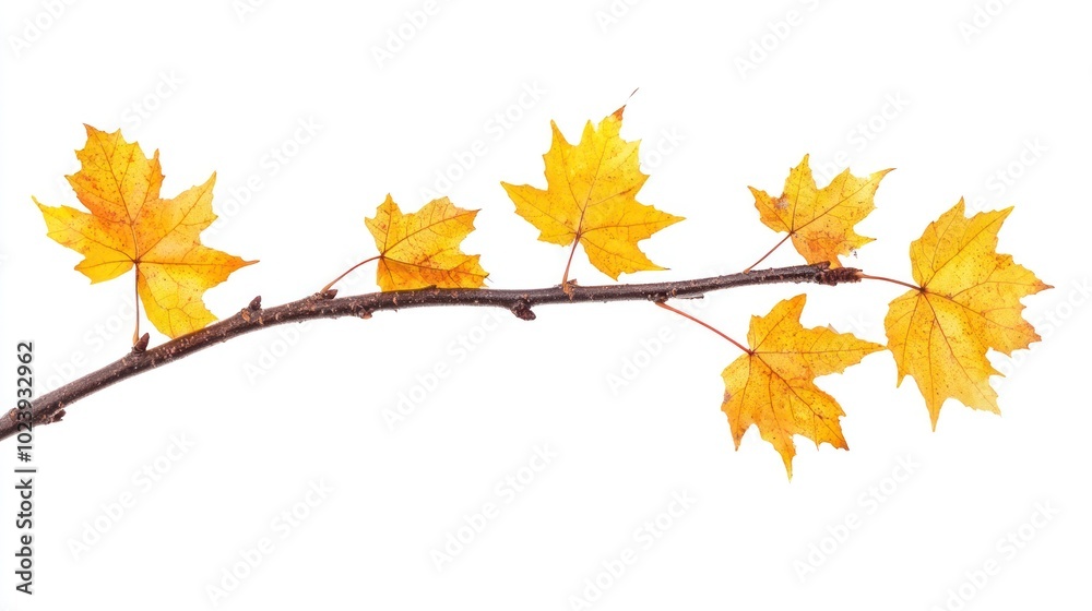 A branch with vibrant yellow leaves against a white background, showcasing autumn beauty. A branch with vibrant yellow leaves against a white background, showcasing autumn beauty.