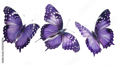 Three purple butterflies in flight, isolated on white background. photo