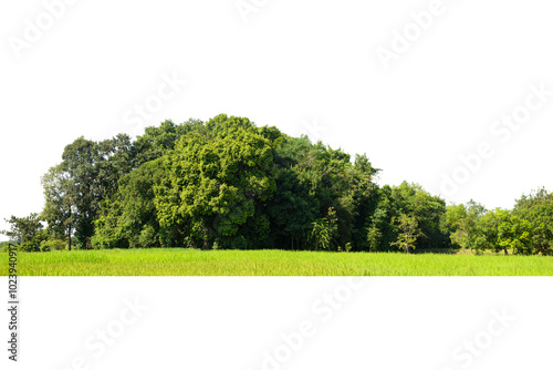 Fototapeta Naklejka Na Ścianę i Meble -  View of a High definition Treelined isolated on a white background.