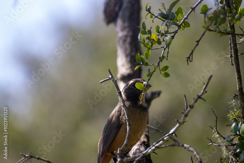 Pájaro en la naturaleza photo