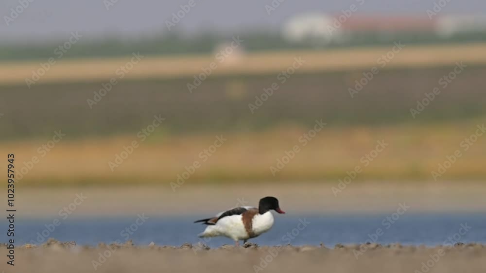 Common Shelduck (Tadorna tadorna) is a duck species found in Asia, Europe, America and Africa. It is common in Turkey. Common Shelduck (Tadorna tadorna) is a duck species found in Asia, Europe, America and Africa. It is common in Turkey.