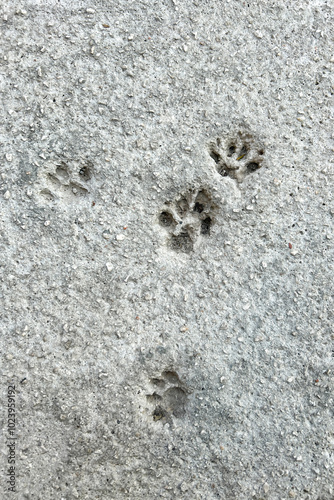 Cat paw prints on pavement