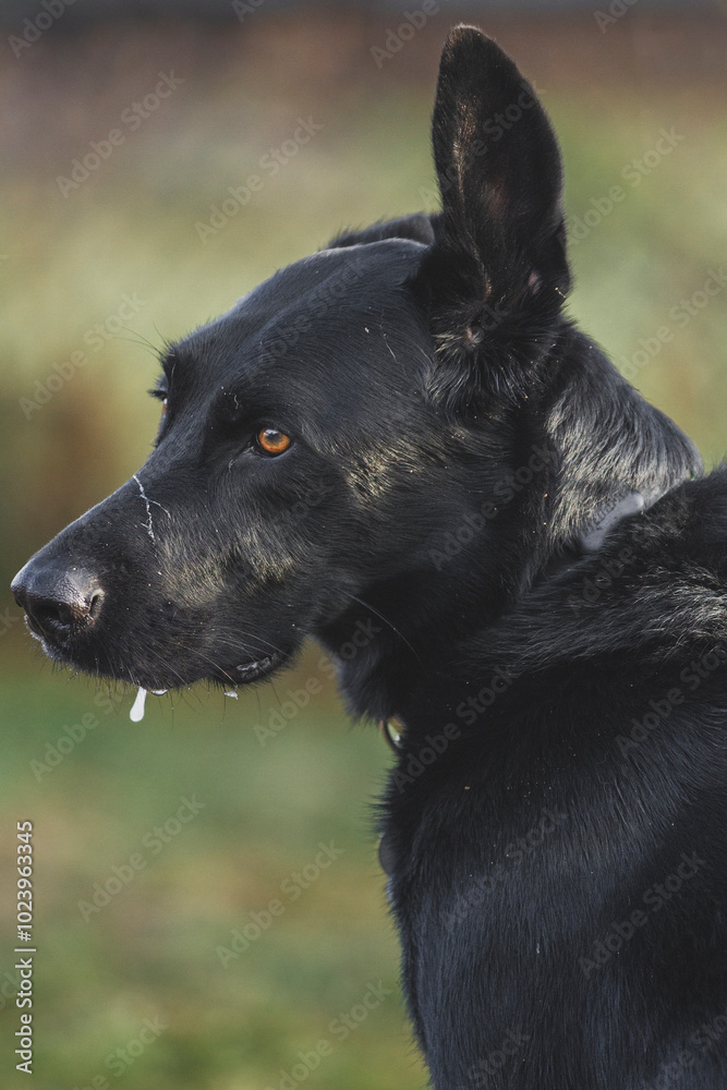 Portrait of a black short haired dog with drool falling from his mouth. Portrait of a black short haired dog with drool falling from his mouth.
