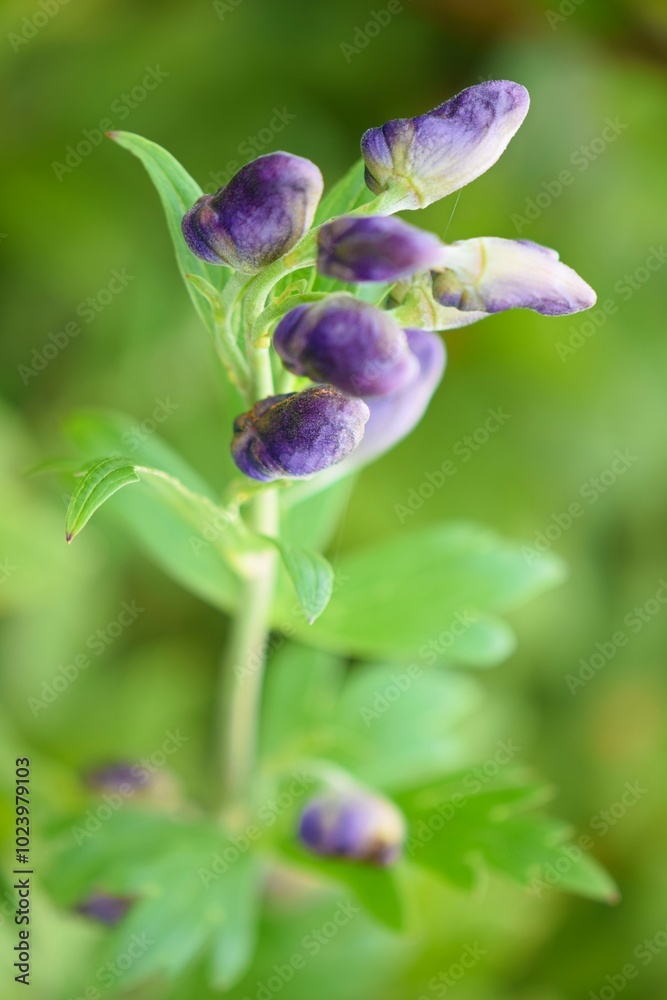 Aconitum japonicum subsp. subcuneatum in Kirigamine, Nagano, Japan Aconitum japonicum subsp. subcuneatum in Kirigamine, Nagano, Japan