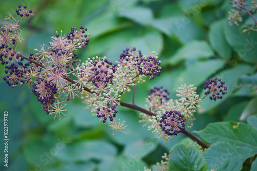 Udo seeds in the garden in Nagano, Japan in autumn
