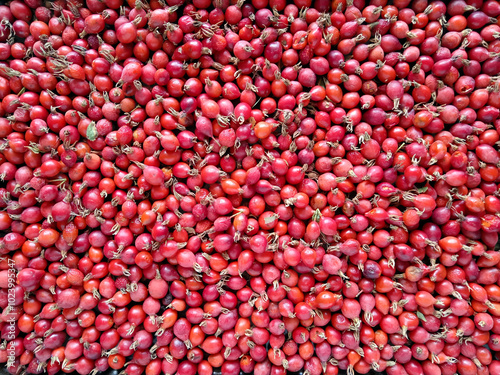 rosehip rose hip red fruit rose plant