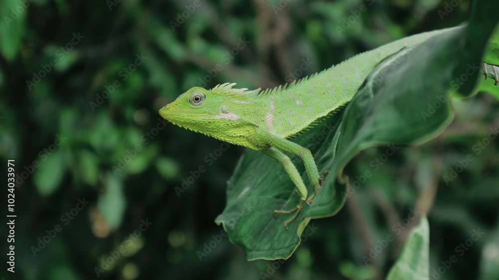 Green Lizard on a taro leaves Green Lizard on a taro leaves